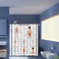 Rideau De Douche Anatomie